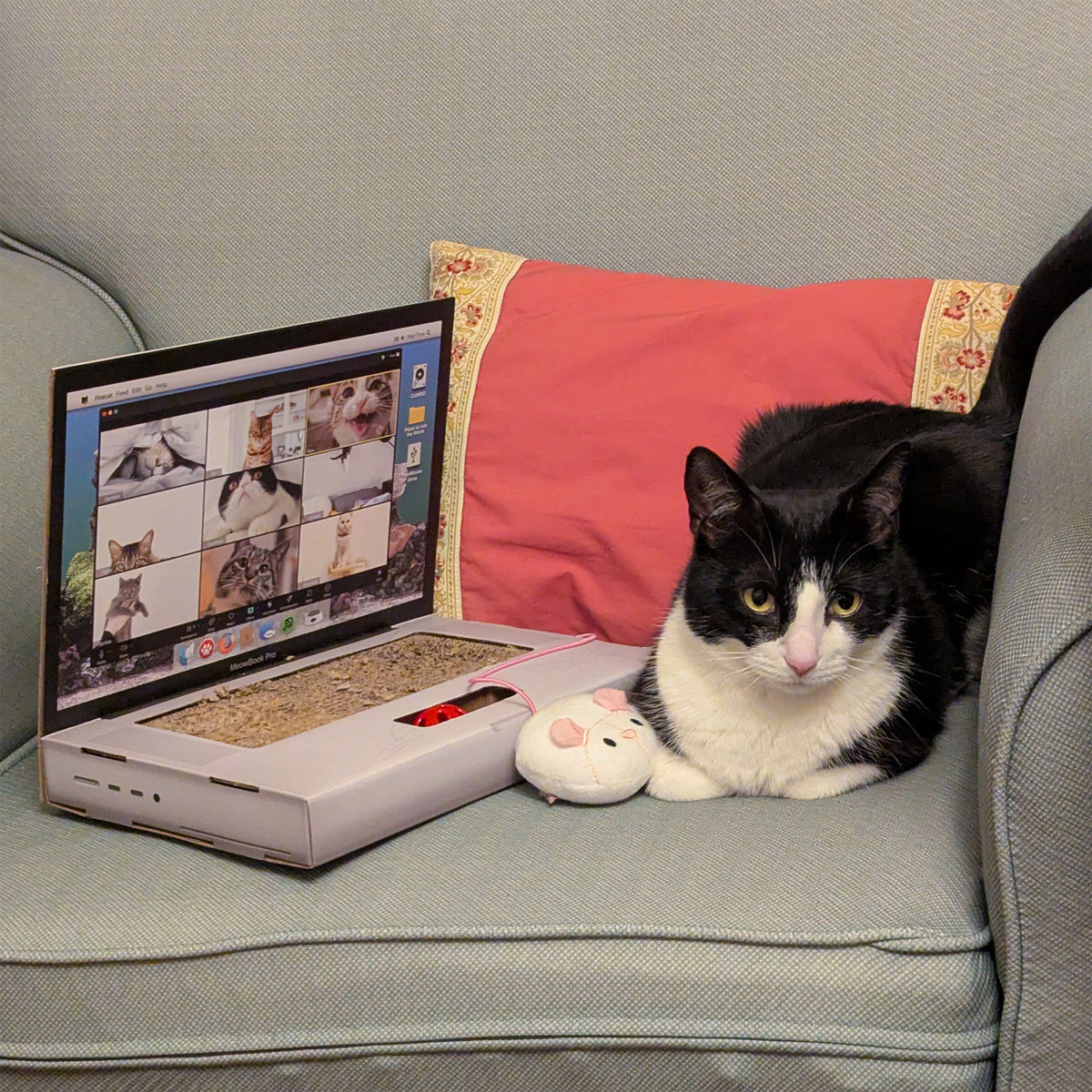 Griffoir Chat Laptop
