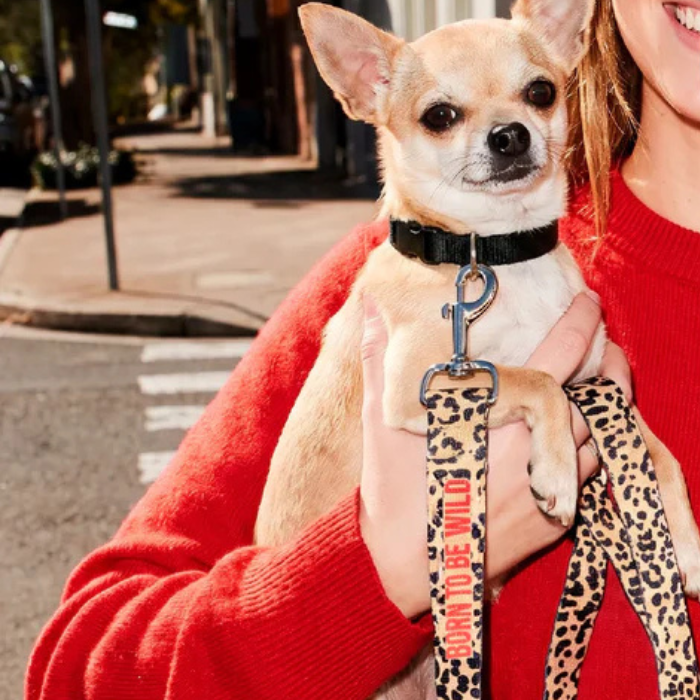 Laisse pour Chien Born To Be Wild