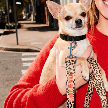 Laisse pour Chien Born To Be Wild