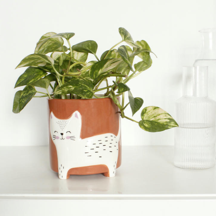 Cache-Pot Chat